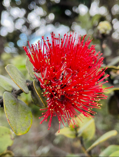 Lehua Honey