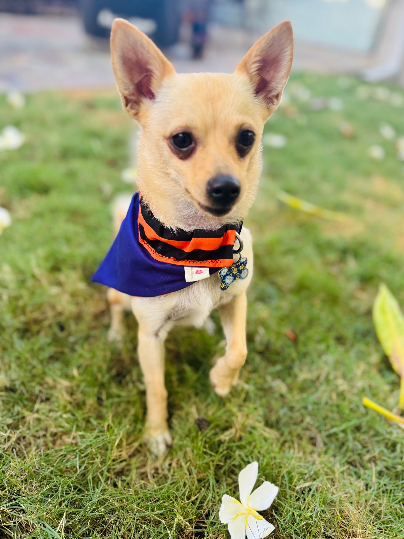 Halloween Pet Bandanas Handmade in Hawaii
