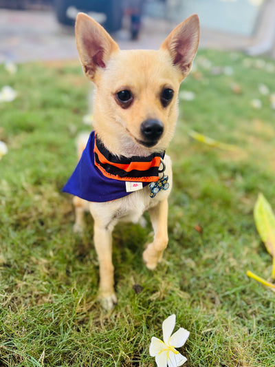 Halloween Pet Bandanas Handmade in Hawaii