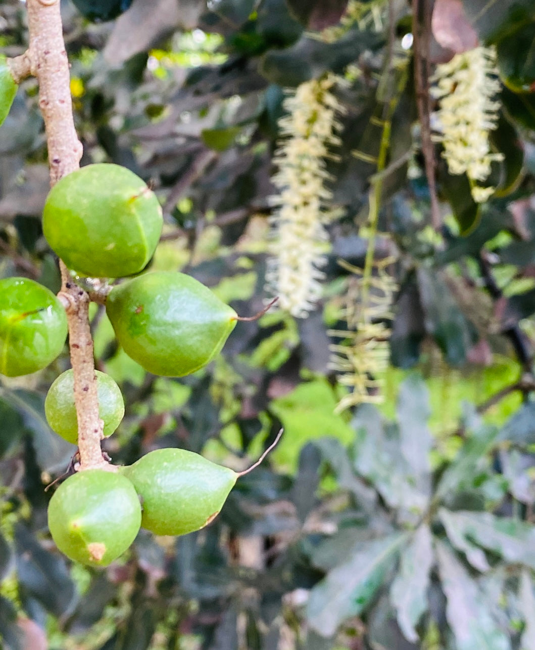 Macadamia Honey