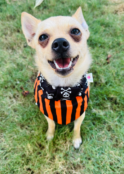 Halloween Pet Bandanas Handmade in Hawaii