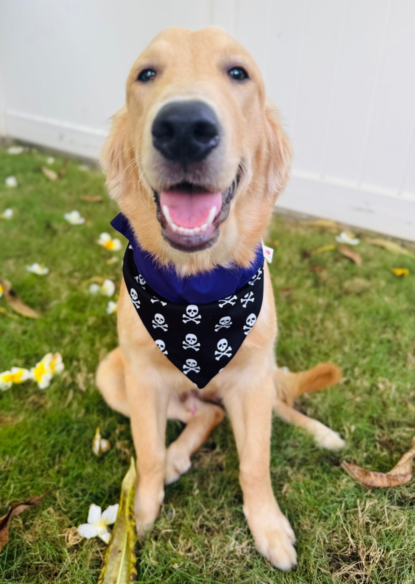 Halloween Pet Bandanas Handmade in Hawaii