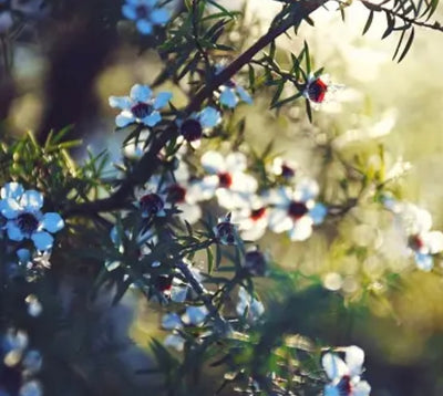 Manuka Honey